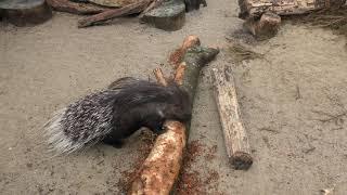 Indian Crested Porcupine, Axe Valley Wildlife Park (16th February 2019)