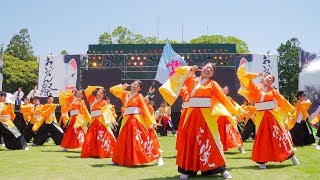 [4K] 愛知学院大学 常笑　『翔華』初披露　よさこいinおいでん祭り 2019 豊川おいでん祭り 野球場メイン会場 (中央)