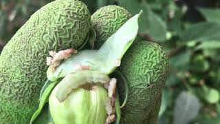 Rose mallow hardy hibiscus seed pods