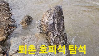 [남한강] 퇴촌 호피석#폭포석 탐석 영상