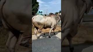 ongole Bull high power telent