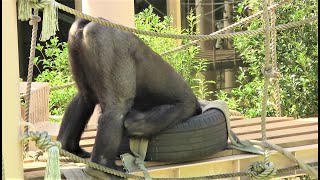 シャバーニ家族 1026  Shabani family gorilla