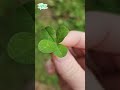 4 leaf clover naturelovers fourleafclover clover plants plantas outside natureshorts clovers