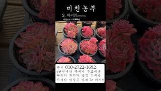 미친농부 2025년 1월 14일 -  판매영상(첫번째)