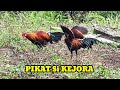 MIKAT AYAM HUTAN || WADUH PIKAT TIBA TIBA ANGKAT SAYAP