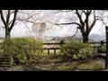 美里町の石橋と桜　熊本