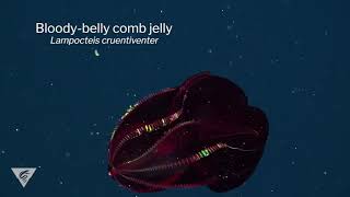 Beauty from the darkest depths of the sea ng bloody-belly comb jelly