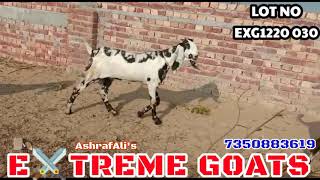 kabra beetal goats for sale