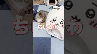 ちいかわのペットベッドを衝動買いした飼い主の末路がコチラ･･･🥺 #猫