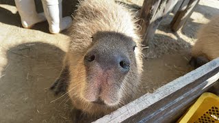 【LIVE】カピバラのハロウィン Capybara Halloween