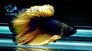 9/13【DC短鯛坊】芥黃半月公鬥魚（HMBetta）No.N9【ShowBetta】@dcasfish