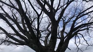 Keaki - entire tree - February 2022