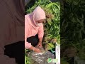 Panen Kangkung Hidroponik