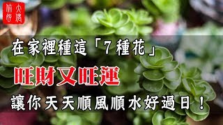 在家裡種這「7種花」，旺財又旺運，讓你天天順風順水好過日！