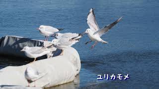 浮間公園の野鳥＆ねこ