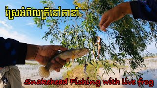 ប្លង់ថ្មីស្រែអំពិលត្រីខាំច្រើន#Vibolfishing#SnakeheadFlyFishing#Besthook