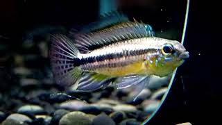 10/27【DC短鯛坊】W秘魯酋長短鯛 No.L3【DwarfCichlids】