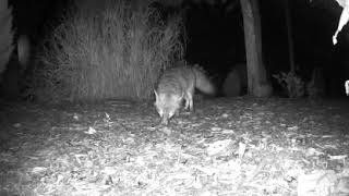 American Persimmon (Diospyros virginiana) Wildlife Footage