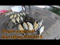 34 ekor ikan talang MENG@MUK di jambatan PULAU PINANG