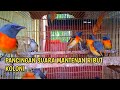 SUARA BURUNG MANTENAN COCOK UNTUK PANCING MANTENAN BAHAN