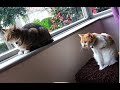 How fast can a cat run? 3 legs vs 4 legs