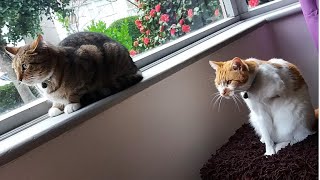 How fast can a cat run? 3 legs vs 4 legs