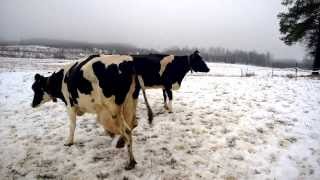 Cows on winter running / Lehmien talvijaloittelua