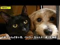 鳴きながら山から下りてきた野良子猫を保護しようとしたら、、、