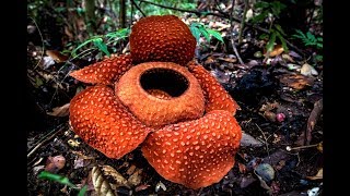 This flower takes 9 months to bloom