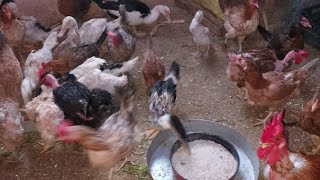 النهارده جبنا لكم مكون جميل لجميع انواع الطيور 🦃🐔🦆🦢🥚🕊️👍👍