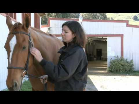 Where to Find a Pulse On Your Horse Where to Find a Pulse On Your Horse