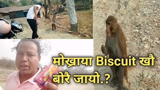 Mwkhraya Biscuit Khwo Bwrwi Jayw/Monkey Eating Biscuits