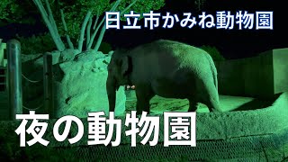 【日立市かみね動物園】夜の動物園/夜行性の動物が見れるナイトサファリ