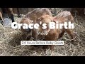 First Time Goat Mom Gives Birth to Our First Baby Goats of 2024 | Mini Lamancha Goat Birth Up Close