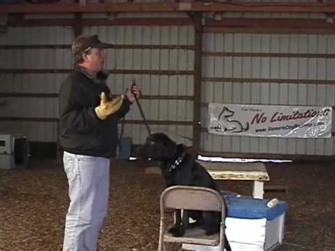 Hunting dog training - Teach your dog to Retrieve Hunting dog training - Teach your dog to Retrieve
