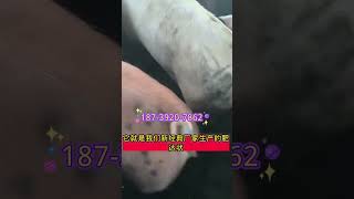 明日猪价早看早知道 养猪人不容易 猪价最新行情 猪喂什么饲料长得最快 养猪人加油干