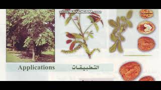 فوايد عشبة الجوز العادي او ناب الجمل او الخشف The benefits of the common walnut herb, camel's tusk,