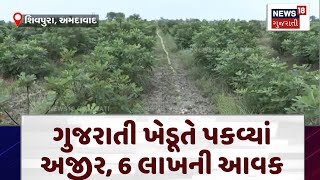 Ahmedabad News | ગુજરાતી ખેડૂતે પકવ્યાં અજીર, 6 લાખની આવક | Farmers | Anjir Farming | Fig Crop |N18V