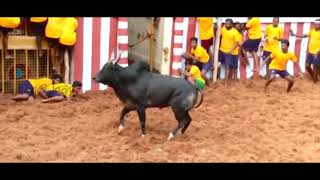 ஆயர் ஏறு தழுவுதல் | ஜல்லிக்கட்டு | Jallikattu | MAYON TV.