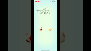 ポケモンgo 12キロタマゴ5キロタマゴ孵化　たまご5連ガチャ　#pokemongo #egg