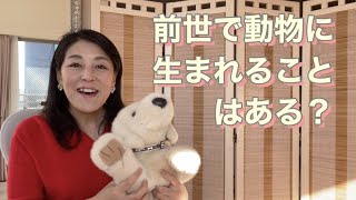 前世で動物に生まれることはある？