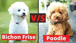 Bichon Frise v/s Poodle: What are the Differences and Similarities between both these Breeds?