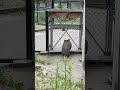 寝起きで動きがスローなコウくん🥱 五月山動物園 ウォンバット