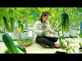 Full Video: Harvesting Baby Cucumbers Goes To Market Sell | Farm | Tieu Lien