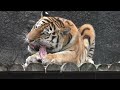 骨髄まで丸かじりのアースくん　アムールトラ　【のんほいパーク】amur tiger earth kun toyohashi zoo