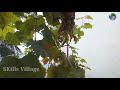 எங்கள் வீட்டு திராட்சை🍇🍇 முதல் பழங்கள் 🤩 my grapes fruits 🍇🍇 skills village