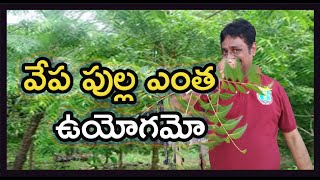 వేప పుల్ల ఎంత ఉపయోగమో |KVT Vlogs| Uses of Neem| Neem stick|