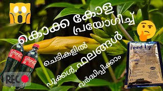 Egg Amino With Using Coca-Cola|| കൊക്ക കോള  ഉപയോഗിച്ച്  Egg amino ഉണ്ടാക്കാം