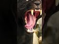 Black Panther Attitude #short #viral_short #dark_night