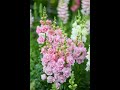 Harvesting Snapdragons (Antirrhinum majus)